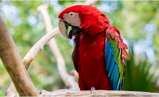 Guacamaya